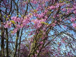 Flora en fauna